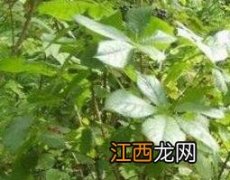 刺五加有啥副作用 刺五加有什么副作用