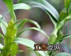 铁皮石斛的功效与作用十大功效 铁皮石斛的功效与作用