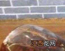 女人喝金樱子酒的功效与作用 金樱子酒的功效与作用