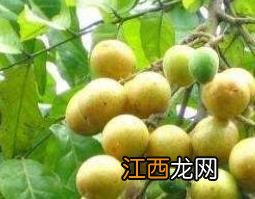 黄皮叶煮水的功效作用是什么 黄皮叶煮水的功效作用