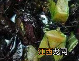 臭大姐就是九香虫吗?别傻了 九香虫与臭大姐的区别