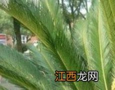 铁树叶煮水有什么用途 铁树叶煮水有什么用