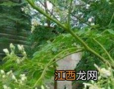 辣木籽和辣木叶的区别 辣木叶辣木籽它们的功效有什么区别