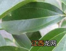 香樟叶的功效与作用 香樟的药用功效