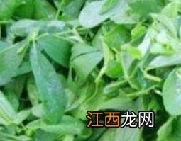 草籽菜是什么 草籽菜是什么菜