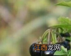 黑果子怎么服用 黑果子怎么服用效果最好