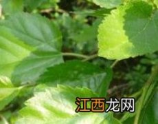 桑树叶的功效与作用 霜打的桑树叶的功效与作用