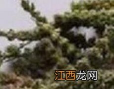 荆芥穗的功效与作用及药用价值是什么 荆芥穗的功效与作用及药用价值