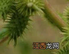 苍耳和苍耳子一样吗 苍耳子和苍耳草的区别