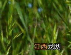 一点红的功效与作用图片 食用方法 一点红的功效与作用