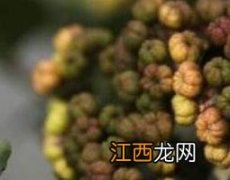 吴茱萸的功效与作用 吴茱萸的功效与作用与主治