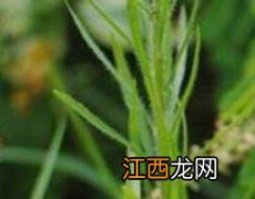 九龙藤的功效与作用及常见用法 九龙藤的功效与作用