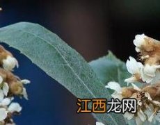 枇杷花和什么煮水止咳化痰 枇杷花和什么煮水止咳