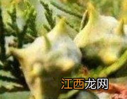 柏树籽的功效与作用 柏树籽的功效与作用及食用方法