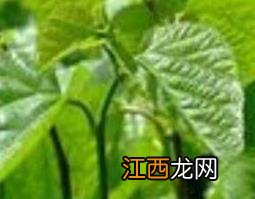 桑叶泡脚的功效与作用及禁忌症 桑叶泡脚的功效与作用