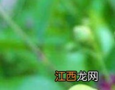 花蛇舌草的功效与作用 白百花蛇舌草的功效与作用