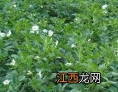 大青叶的功效与作用 大青叶的功效与作用主要治什么病症