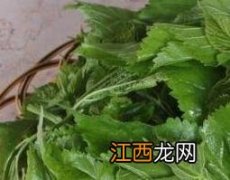 桑叶洗头的作用与功效