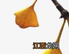 银杏叶片的功效与作用及食用方法和禁忌 银杏叶片的功效与作用及食用方法