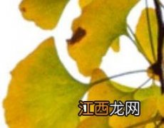 银杏叶片做枕头有什么用 银杏叶片做枕头有什么用途