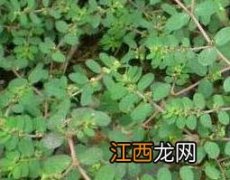 地锦草可以泡水喝吗有毒吗 地锦草可以泡水喝吗