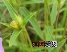 天香炉是什么中药 天香炉的功效与作用及药用价值