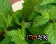 鲜薄荷叶泡水喝有什么用途 鲜薄荷叶泡水喝有什么用