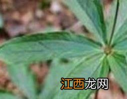 石见穿的功效与作用点 石见穿的功效与作用