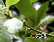 荜澄茄的功效与作用及药用价值 荜澄茄的功效用量