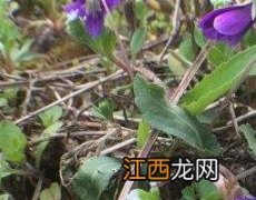 瓜子金的功效与作用及药用价值 瓜子金的功效与作用图片