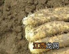 土圈儿的功效与作用及药用价值 土子的功效与作用