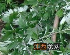 生姜艾叶煮水喝有什么功效 艾叶煮水喝有什么功效