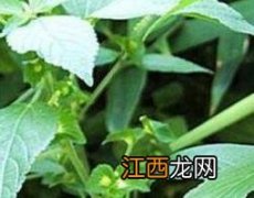 铁苋菜的功效与作用归经 铁苋菜的功效与作用