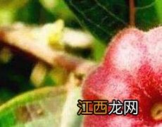 算盘子根的功效与用法 算盘子草药功效和作用图片