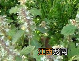 筋骨草的功效是什么 匍枝筋骨草的功效与作用