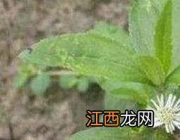 墨旱莲的功效与作用及药用价值图片 墨旱莲的功效与作用及药用价值