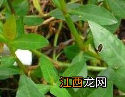 空心莲子草的功效与危害 空心莲子草有什么作用