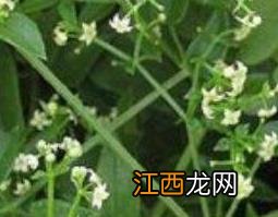 茜草的功效与作用及食用方法 茜草的功效与作用及食用方法及禁忌