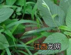 反枝苋的功效与作用 反枝苋的功效与作用图片