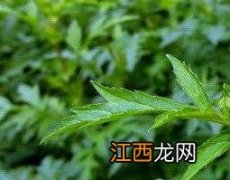 路边青的功效与作用的功能与主治 路边青的功效与作用