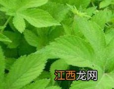 葎草的功效与作用及药用价值 靰鞡草的功效与作用