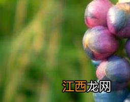 扛板归的功效与作用苹果绿 扛板归的功效与作用