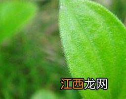 金毛茸草的功效与作用 金毛茸草的功效与作用