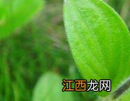 金毛耳草的功效与作用 金毛耳草的功效与作用及图片