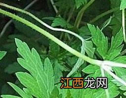 老鹳草的功效与作用 老鹳草的功效与作用及食用方法