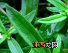 白花蛇舌草的作用和功效与作用 白花蛇舌草的功效与作用有哪些