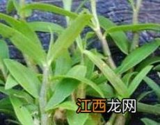 铁皮石斛怎么种植 铁皮石斛怎么种植 家养