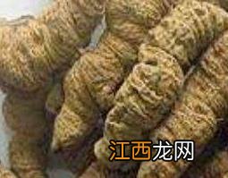 盐巴戟天的功效与作用 盐巴戟天的功效与作用与主治