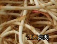 干鱼腥草泡水喝的功效与禁忌 干鱼腥草的功效与作用