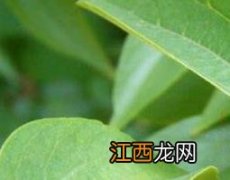 紫弹树的功效与作用 紫弹树的功效与作用及禁忌